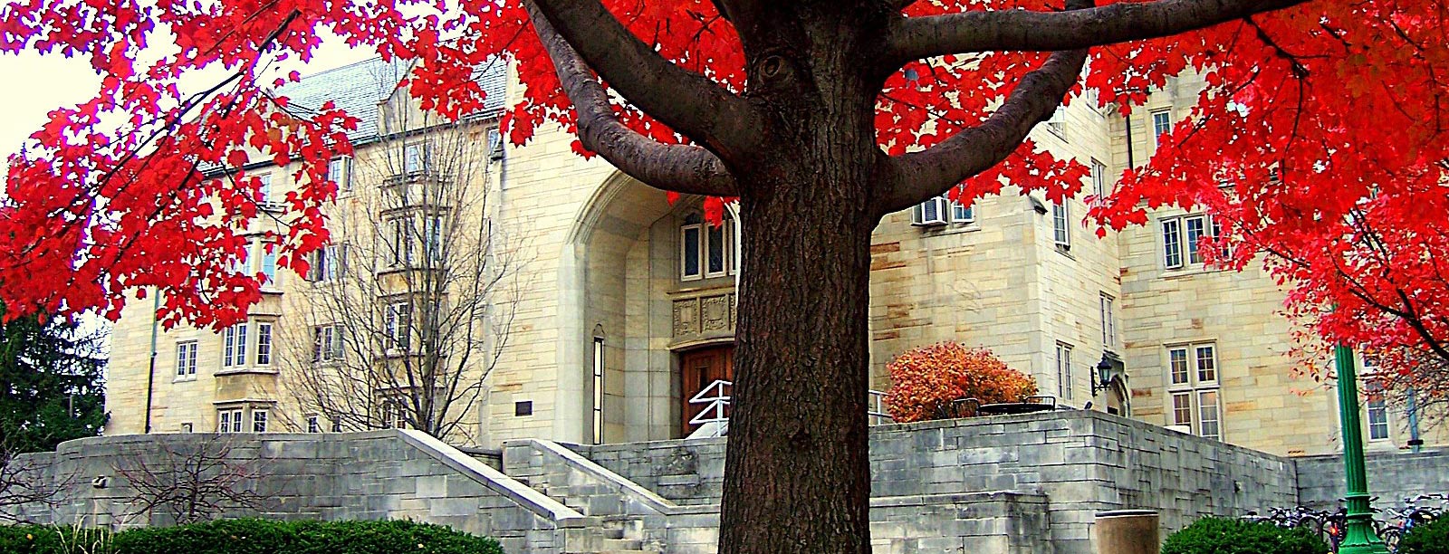 A large, old tree with sprawling red foliage stands in front of the main entrance to the Collins Center