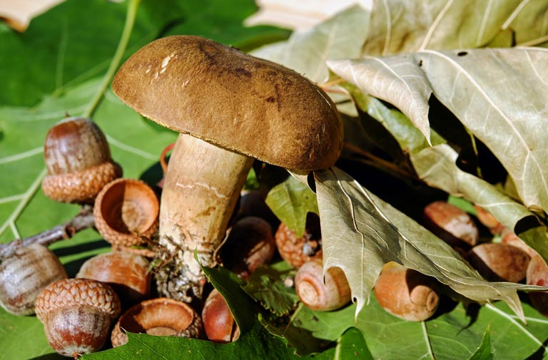 Close up of a mushroom and acorns