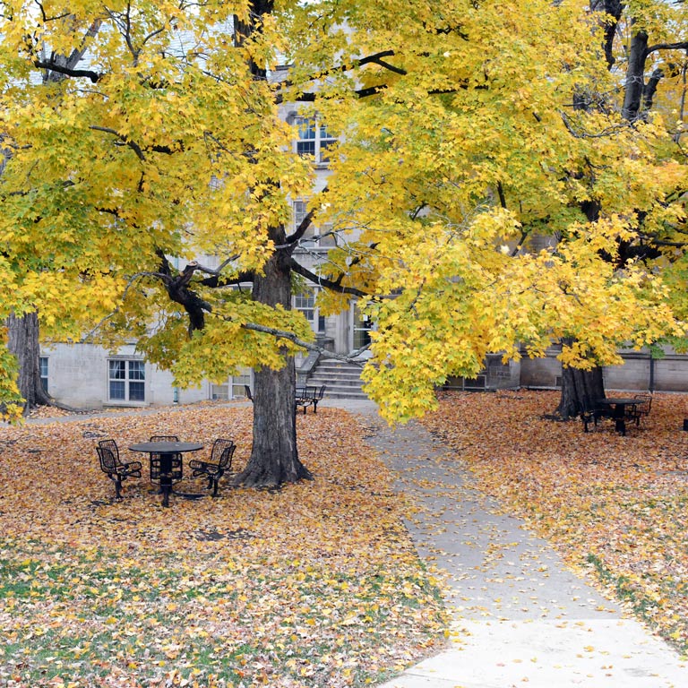 A tree in the Collins Center courtyard during the fall